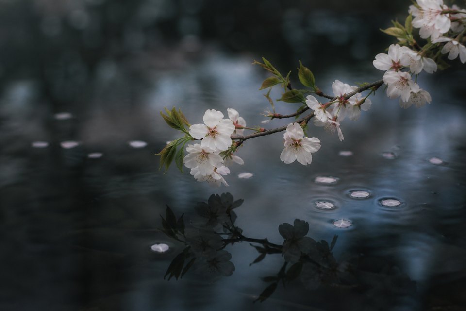 Blossoms over water